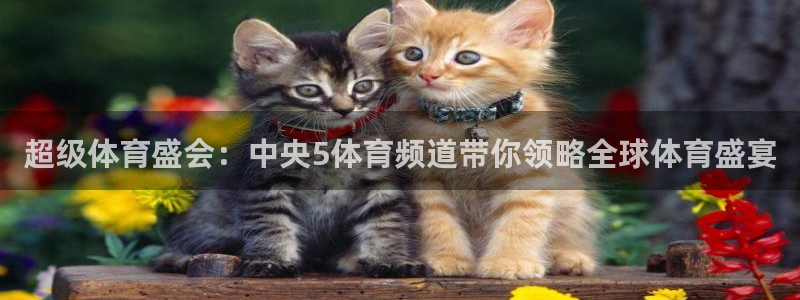 绿茵直播免费观看比赛：超级体育盛会：中央5体育频道带你领略全球体育盛宴